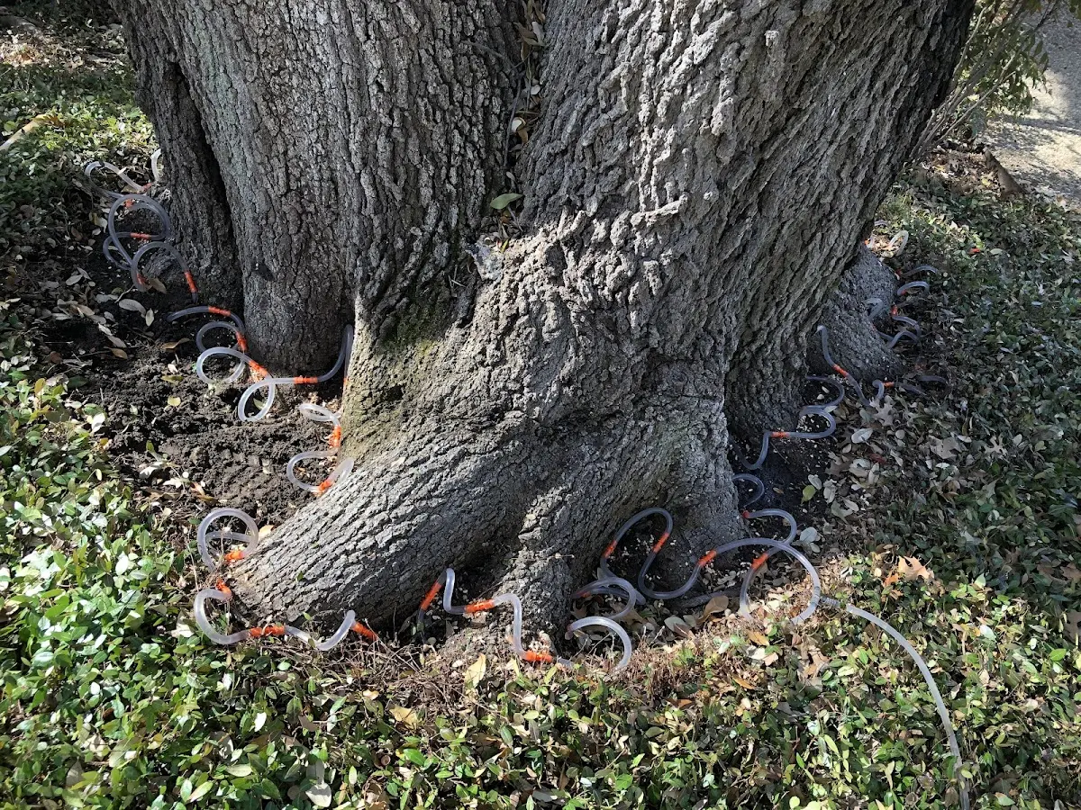 Detailed Tree Cabling and Bracing job site in Wyalusing