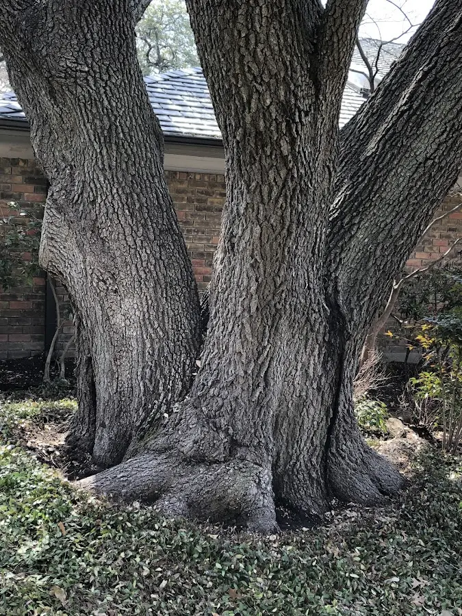 Mature heritage tree close to a Wyalusing property cared for by certified arborists